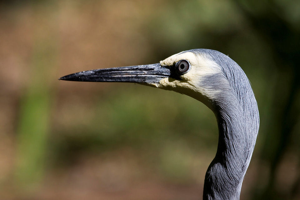 White-faced Heron (Egretta novaehollandiae)